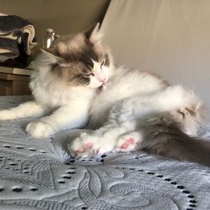 Meet your Posher, Huang